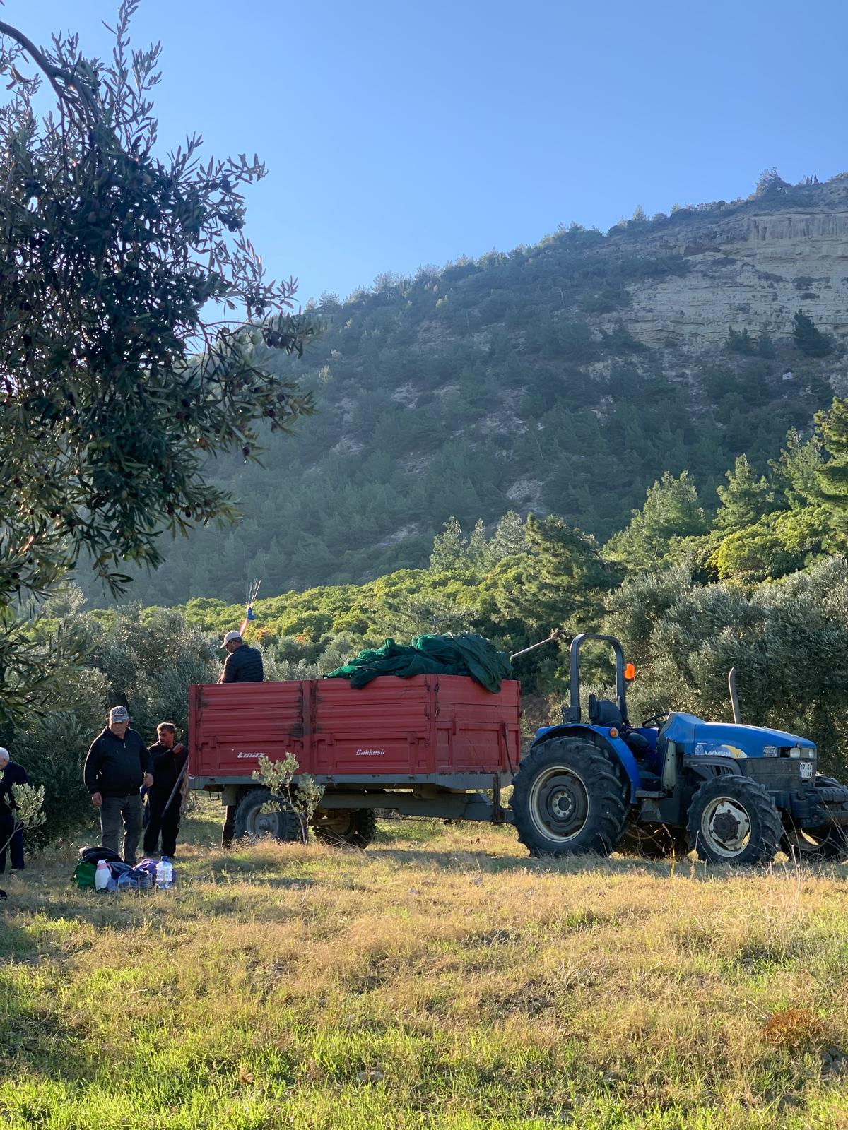 Gelibolu Eceabat Zeytin Bahçemiz