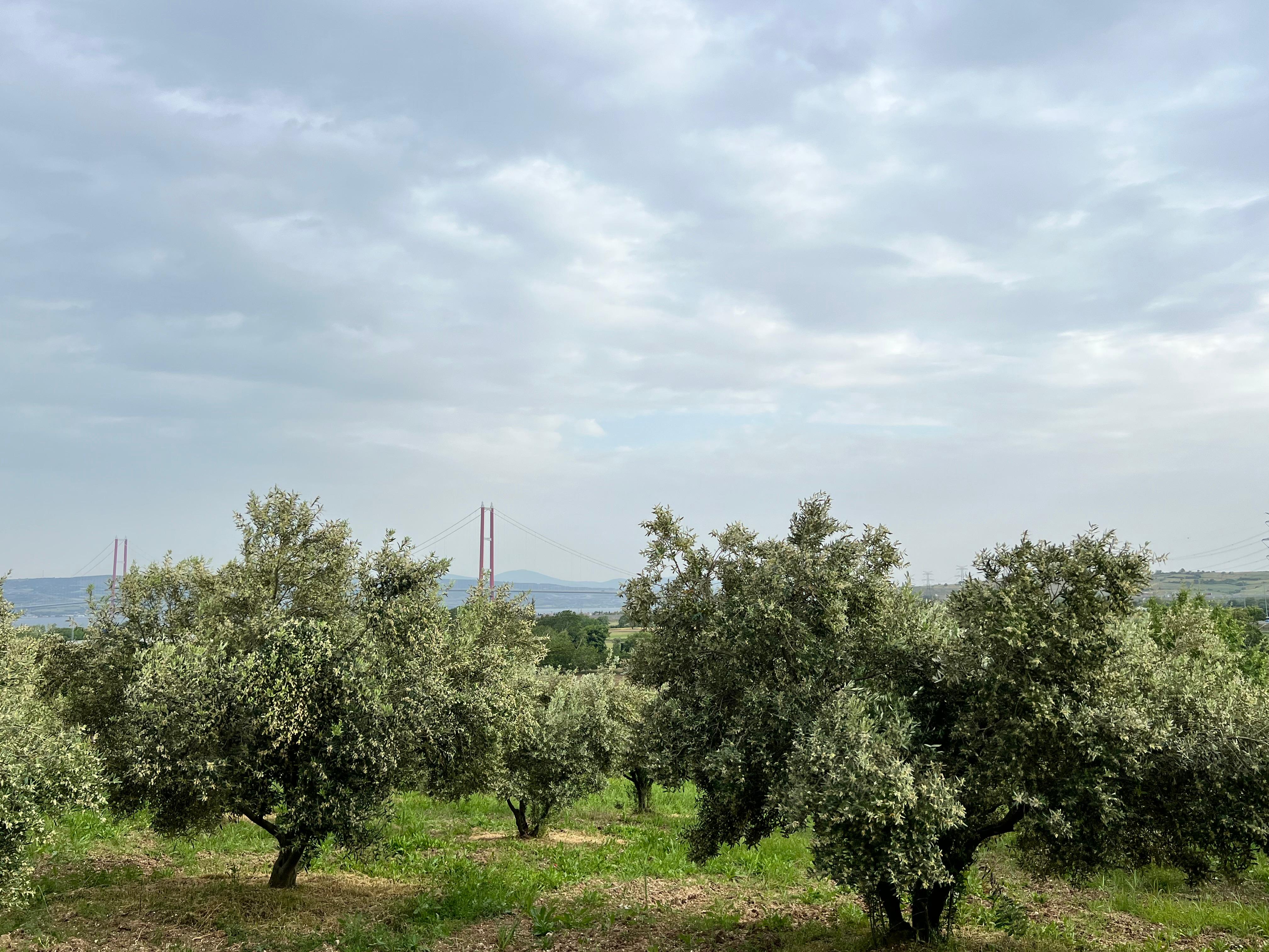 Gelibolu Eceabat Zeytin Bahçemiz