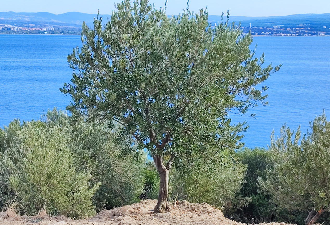 Gelibolu Eceabat Zeytin Bahçemiz